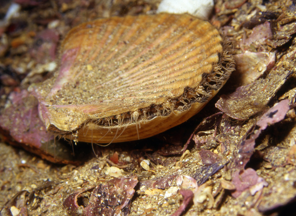 Pecten novaezelandiae (Capasanta della Nuova Zelanda)